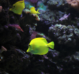 ecosystem sea angelfish undewater